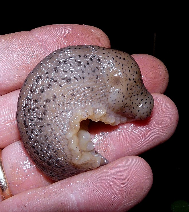 Limax millipunctatus (Forcart) da San Marco in Lamis (FG)